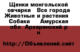 Щенки монгольской овчарки - Все города Животные и растения » Собаки   . Амурская обл.,Архаринский р-н